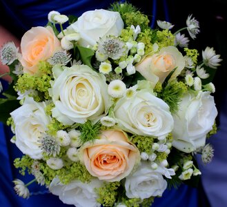 Flowers shooting club queen