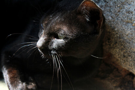 Black Cat Looking Sideways photo