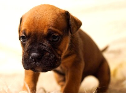 Animal boxer canine