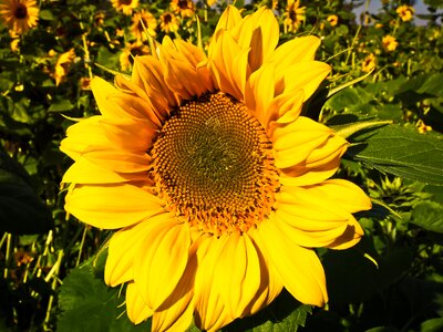 Yellow flower summer photo