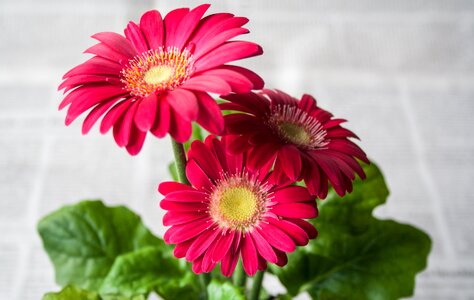 Nature gerbera spring