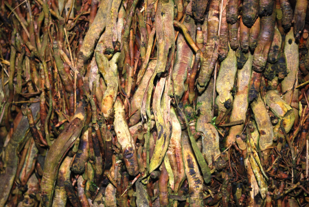 Tree organic agriculture