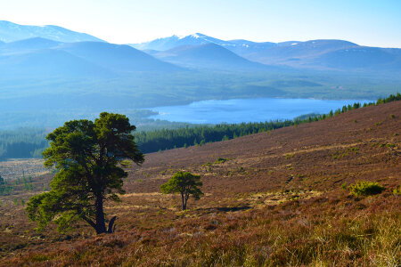 Scottish Highlands Landscape