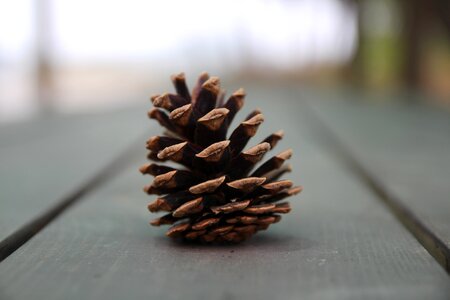 Wood plants nature