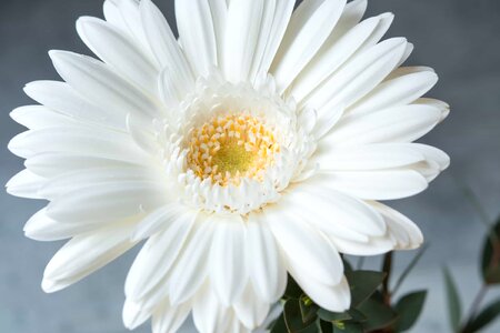 Beautiful beautiful flowers beautiful photo