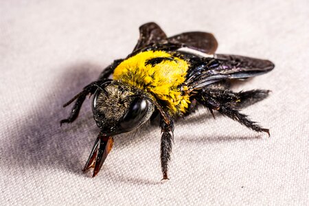 Fly whopper close up photo