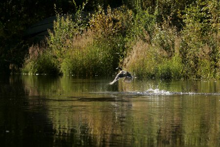 Habitat mallard natural