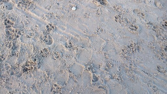 Traces footprint dog track photo