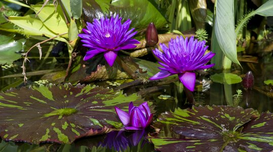 Aquatic plant pink composites