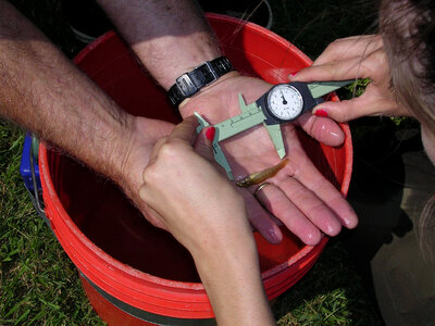 Aquatic biologist measuring adult Cherokee darter