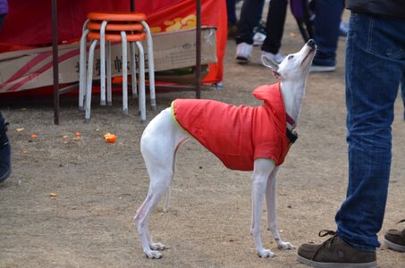 Jacket pet race