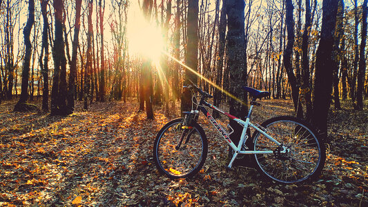 Sunlight shining through Trees onto bike photo