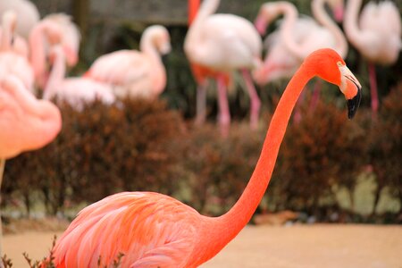 Nature tropical animal