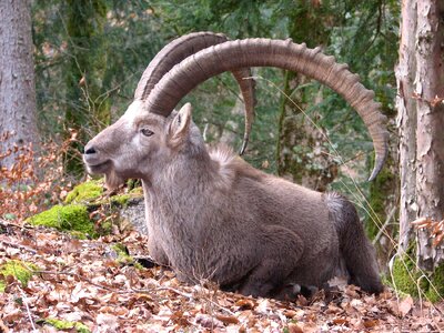 Mammal mountain goat photo