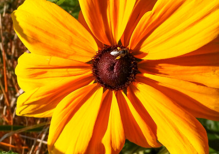 Bee on large yellow flower