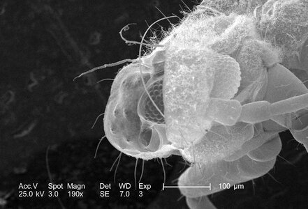 Above flight position