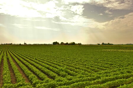 Soybean field agriculture photo