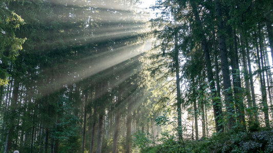 Sun rays shining through trees ,nature background photo
