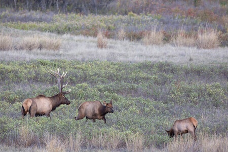 Bull Elk in rut-1