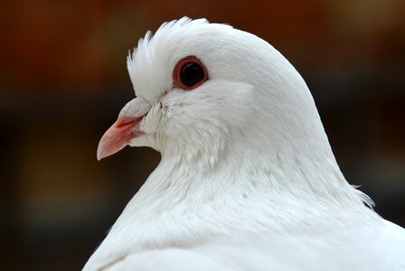 Animals nature close up photo