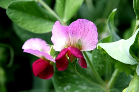 Agriculture crops flowering
