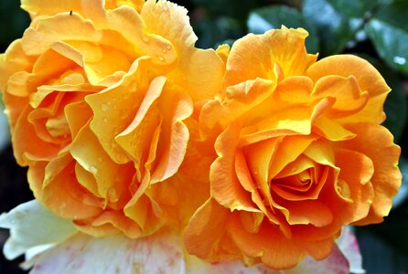 Close up rose blooms yellow roses photo