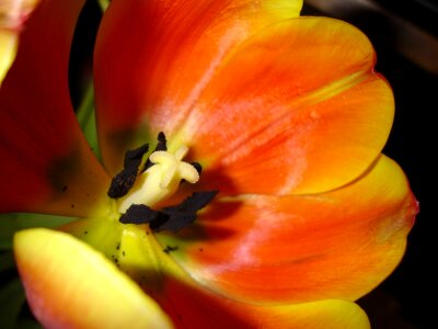 Beautiful Flowers biology bloom