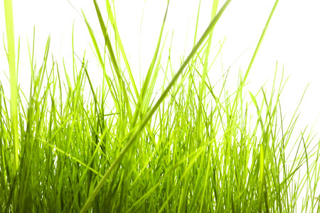 Isolated green grass