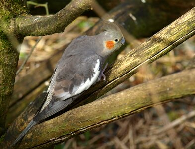 Bird grey nymphicus hollandicus photo