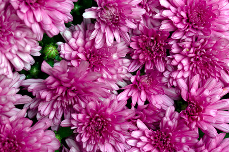 Flowers Background Pink photo