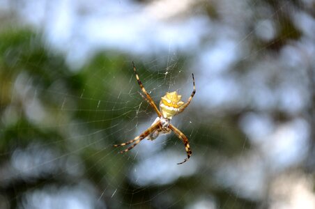 Detailed image spider