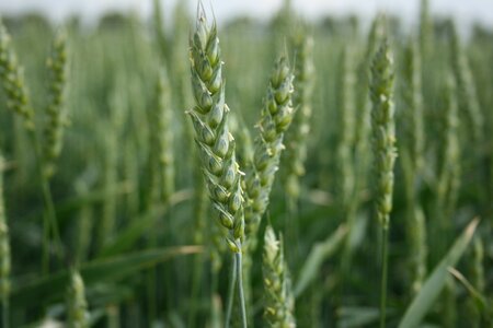 Grain wheat agriculture field photo