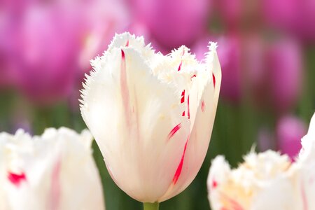 Flowers schnittblume blossom photo