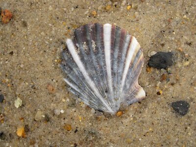Conch ocean sand