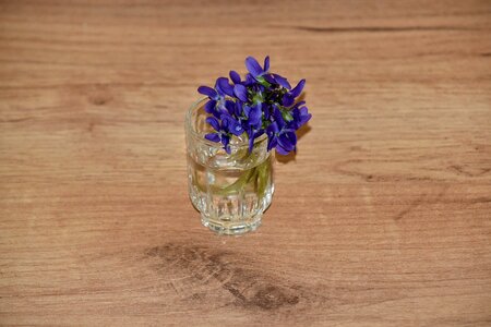 Flower glass purplish photo