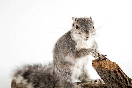 Delmarva Peninsula fox squirrel -2