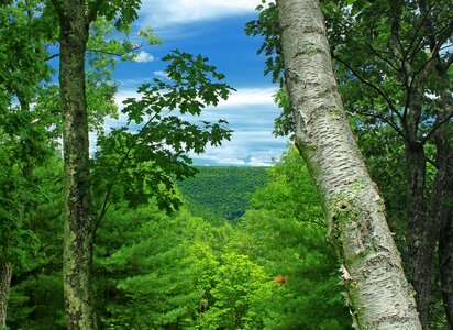 Bark birch branch photo