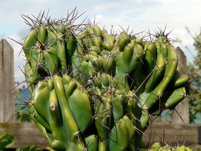 Desert cactus prickly green