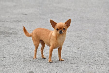 Adorable dog light brown photo