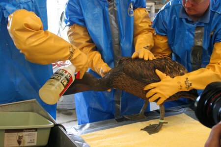 Oil impacted Brown pelican gets a cleaning-3