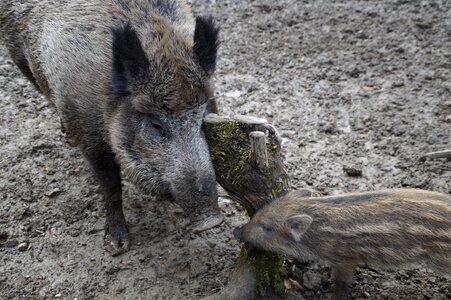 Mother and child wild boar quagmire