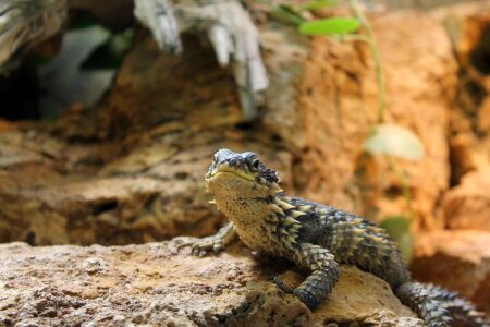 Animal wild animals nature