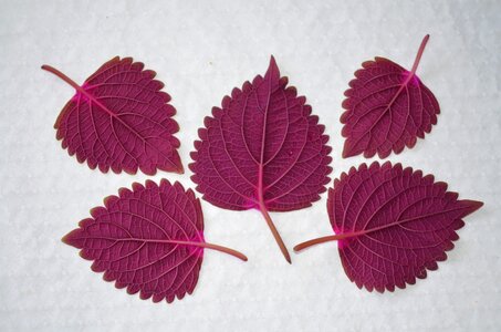 Plant leaves garden