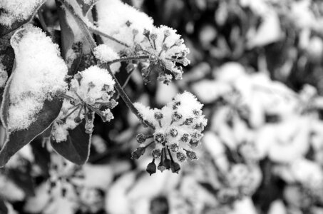 Black white winter photo