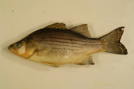 Morone chrysops