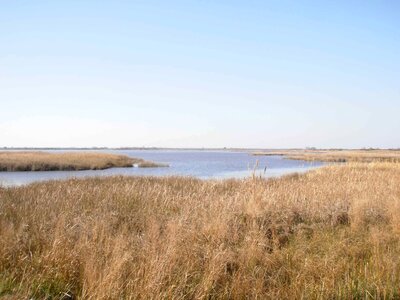 Lake marsh natural habitat photo