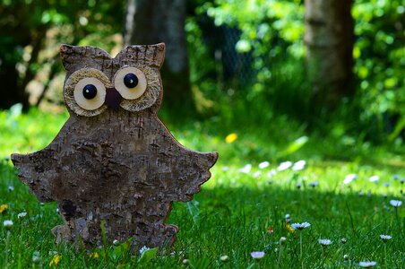 Funny wood meadow