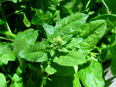 Agriculture crops dark green photo