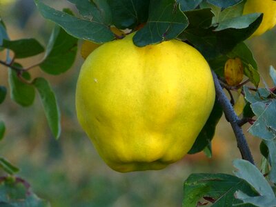 Leaf tree pome fruit photo