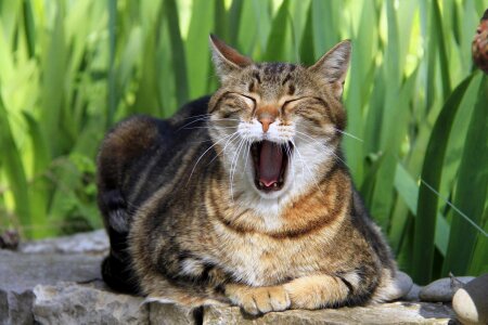 Animal cat claw